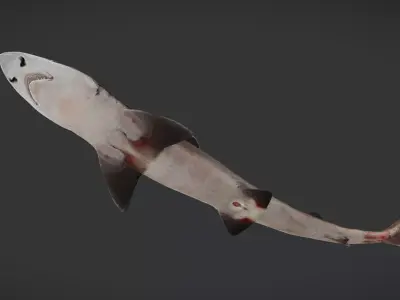 Spotless Smooth-hound - Houndshark -Dogfish Animated 3D model