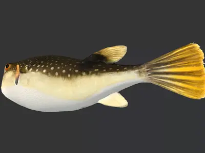 Pufferfish - Grass Puffer Animated 3D model
