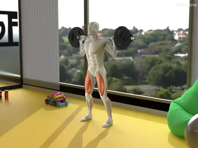 Male Muscular System Anatomy Squats 3D model purchase