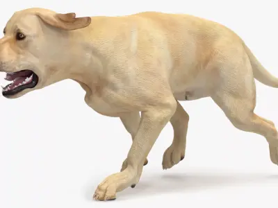 Running White Retriever Dog Animated Rigged for Maya 3D model