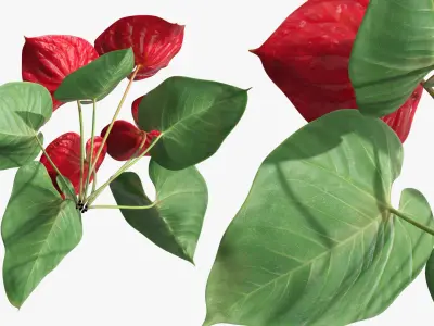 Anthurium Tropical Houseplant with Leaves Red 3D model