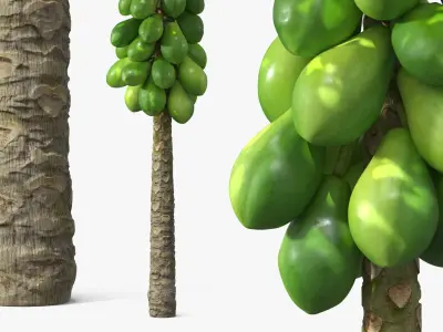 Papaya Tree with Unripe Fruit Cluster Green 3D model