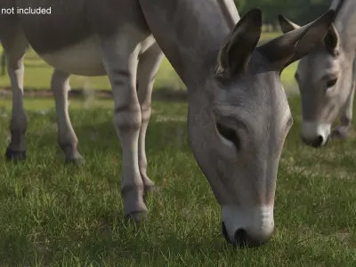  Rural Donkey Grazing Pose 