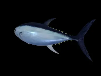 Tuna fish Low-poly 3D model 3