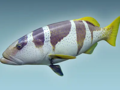 Plectropomus Laevis 3D model
