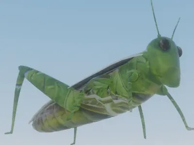 grasshopper Low-poly 3D model buy
