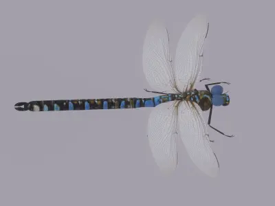 Dragonfly 3D model get