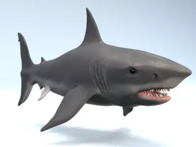 White Shark  Low-poly 3D model