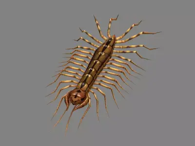 Cartoon animal - centipede      Low-poly 3D model