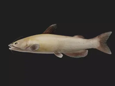 Catfish Low-poly 3D model 4
