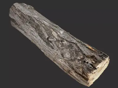 Sawn tree trunk wood 3d scan highpoly 3D model