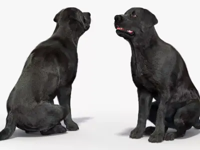 Black Begging Labrador Dog Fur Animated Rigged for Maya 3D model purchase