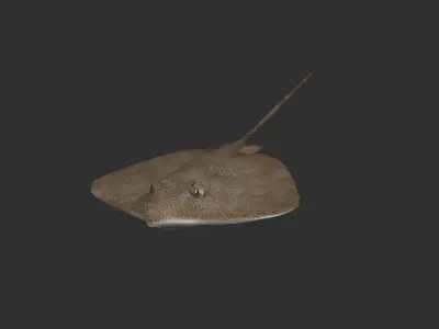Cownose stingry 3D model