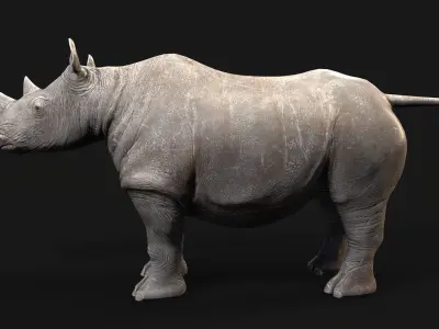 Rhino rhinoceros Low-poly 3D model