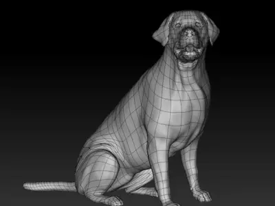 Labrador Retriever 3D model