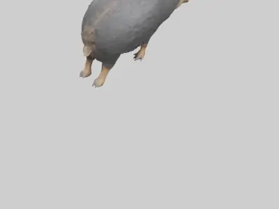 Chacoan Peccary digging model Low-poly 3D model