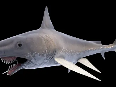 Edestus Shark Asset Pack Low-poly 3D model