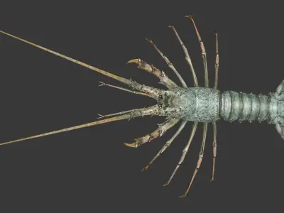 Australian lobster Low-poly 3D model buy