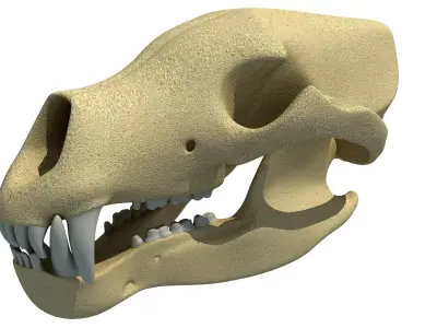 Polar Bear Skull  3D model