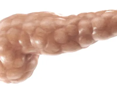 Pancreas PBR 3D model