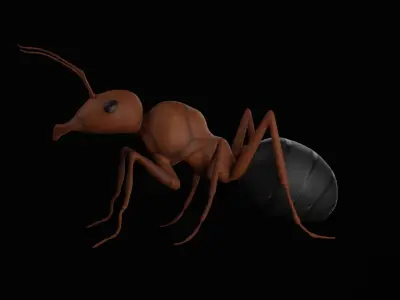 Realistic ant insect Low-poly 3D model
