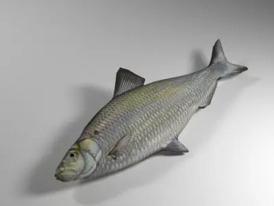 Alewife fish Low-poly 3D model