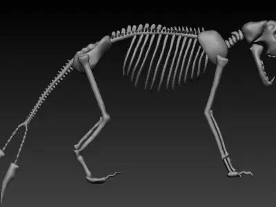 Dinosaur Skeleton 3D model