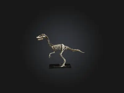 Realistic Velociraptor Skeleton Model Low-poly 3D model