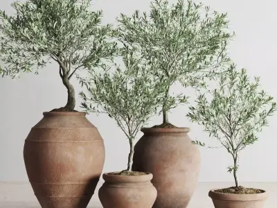 Olive European In Antique Clay Vessels 3D model