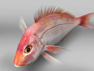 Snapper (Animated) 3D model