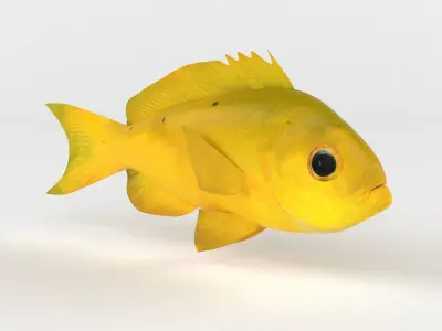 Creole Fish 3D model