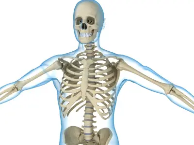 Human Skeleton and body (Rigged) 3D model