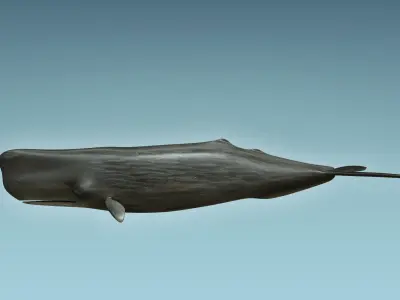 Sperm Whale 3D model get