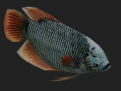 Ashtongourami Low-poly 3D model