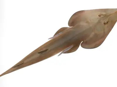 Brown Guitarfish RIGGED 3D model