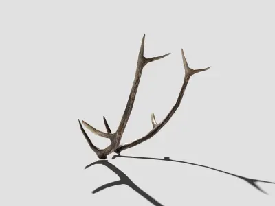 Antlers deer Low-poly 3D model
