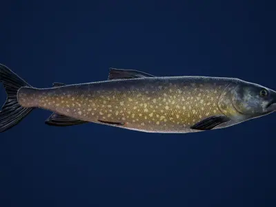 Trout Fish with Swimming Animation Low-poly 3D model
