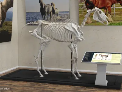 Horse Skeleton 3D model shop