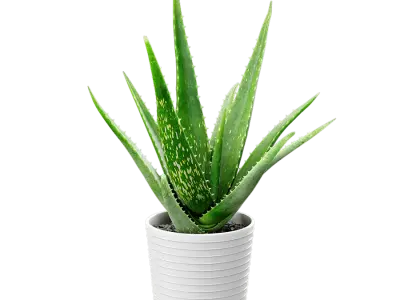  Aloe Vera Succulent Potted Plant Model  purchase