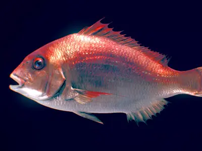  Red Seabream 3D model