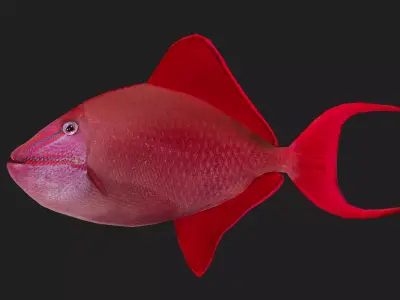Filefish Low-poly 3D model get