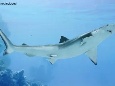 Realistic Spadenose Shark Rigged for Cinema 4D 3D model