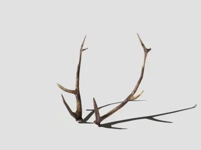 Antlers deer Low-poly 3D model