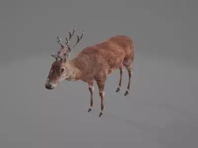 Animated-Deer 3D model