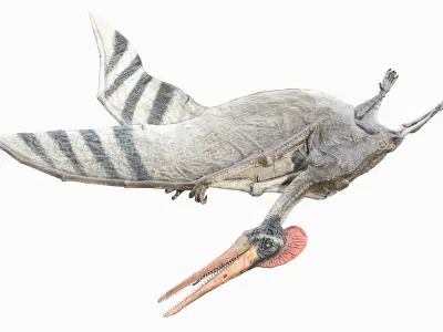 Pterodactyl Animated 3D model