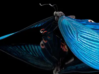 Animated Papilio Butterfly Flapping Wings Rigged for Cinema 4D 3D model