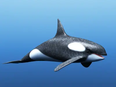 Killer Whale 3D model purchase