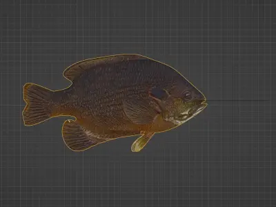 Sunfish Low Poly 3D model with Blender FREE Free 3D model