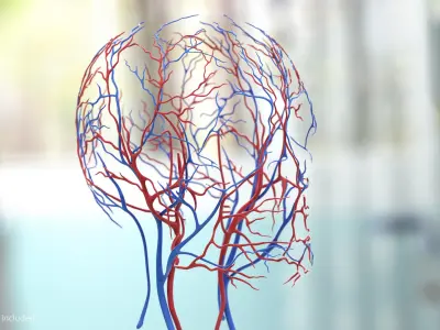 Human Head Cardiovascular System 3D model