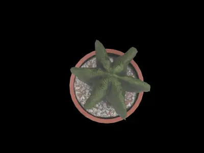 plant cactus 02 3D model